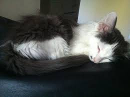 He Was Rescued By The Capital Area Humane Society In Lansing Mi Then Was Adopted By Quin A Michigan State Student Total Underdog Right Here Cute Animals Cats Animals