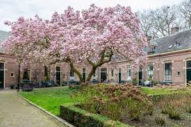 Fromyouflowers.com has been visited by 10k+ users in the past month What Is A Tulip Tree Inc Examples And Care Tips Garden Tabs