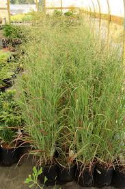 Image result for Panicum