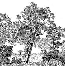 Image result for Breonadia