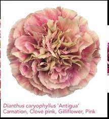 Antigua Dusty Pink Mauve Carnation Wholesale Flowers Carnation Flower Dianthus Flowers