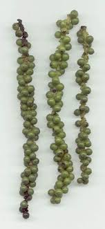 Fruit Explorer: The Fruit Explorer Ponders Spices: Pepper