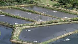 Startup Yogyakarta Tawarkan Sentuhan Teknologi Di Tambak Udang Tekno Tempo Co