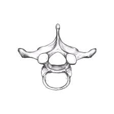 In total there are 12 thoracic vertebrae. Rodriguez Ars T Iii Thoracic Vertebra Superior View Speed Drawing