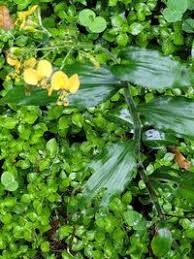 Image result for Aneilema aequinoctiale