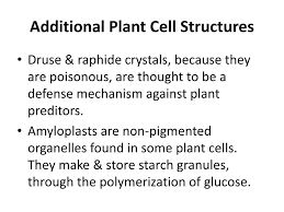 The green cells of plants except for photosynthetic c. Ppt Additional Plant Cell Structures Powerpoint Presentation Free Download Id 1892311