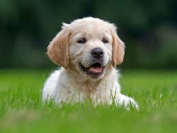 This also means an efficient job as local az exterminators know. Best Puppy Gear In 2020