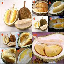 Kalau beli durian tu mesti beli yang udang merah je. Top 10 Best And Delicious Durians You Must Try Miri City Sharing