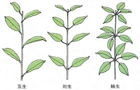 互生とは コトバンク