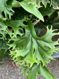 Image result for Pyrrosia