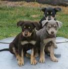 Australian Kelpie - Wikipedia