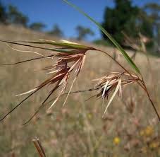 Image result for Themeda triandra