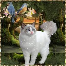 Https Encrypted Tbn0 Gstatic Com Images Q Tbn And9gctenqv1mweswgejlqx2fk1213rnhbam4lgciw Usqp Cau