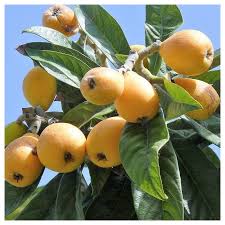 Image result for Eriobotrya