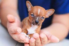 buyumeyen kucuk kopek cinsleri markamama blog evcil dostun icin onemli bilgiler cachorros chihuahua imagenes de cachorros perros cachorros