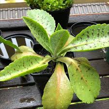 Image result for Kalanchoe gastonis-bonnieri
