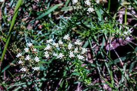 Image result for Senecio polyanthemoides