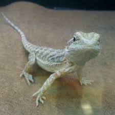 We did not find results for: Bearded Dragon Petsmart