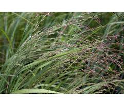 Image result for Panicum