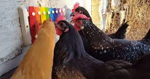 How To Keep Your Chickens Entertained 3 Diy Toys Part 2 Chicken Toys Chicken Diy Chickens Backyard