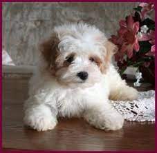 36 Maltipoo Pups Ideas Maltipoo Puppies Cute Animals