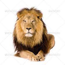 Lion 4 And A Half Years Panthera Leo Animal Sounds Beautiful Lion Panthera