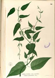 Image result for Afrocanthium lactescens