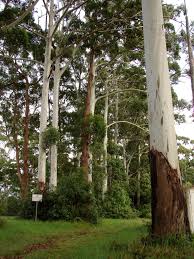 Image result for Eucalyptus grandis