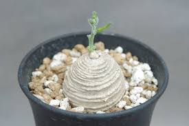 Image result for Trochomeria polymorpha