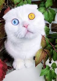 Beyaz Kedi Isimleri Heykedi