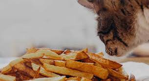 Can cat eat potatoes and are mashed and raw potatoes good for your kitten? Can Cats Eat Potatoes Or Are They Better Left Alone