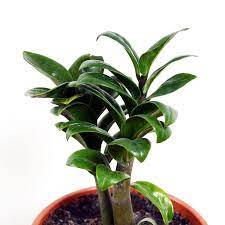 Dwarf Zz Plant Plants Garden Plants Unusual House