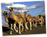 The humps on a camel's back are actually huge heaps of fat and flesh that can weigh as much as 80 pounds in a healthy camel. Dromedary Camel Facts Hedrick S Around The World In One Display