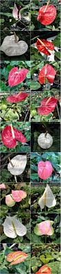Anthurium Plant Growing In A 6 Pot For Sale Anthurium Plant Anthurium Hanging Plants
