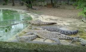 Banyak yang berpikir lidah buaya pasti aman untuk kulit, karena bahan alami. 10 Gambar Taman Buaya Indonesia Jaya Cibarusah Bekasi Harga Tiket Masuk Wisata 2021 Jejakpiknik Com