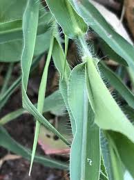 Image result for Moorochloa eruciformis