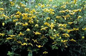 Image result for Clematis costata