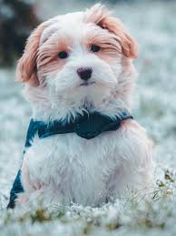 We encourage you to browse our site and contact us with any information we breed havanese puppies that are available for adoption. Teacup Havanese Training Course On Teacup Havanese