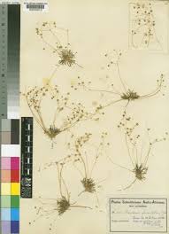 Image result for Pharnaceum brevicaule