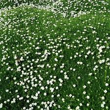 Image result for Sagina