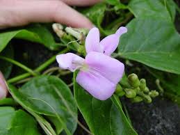 Image result for Canavalia cathartica