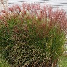 Image result for Miscanthus sinensis