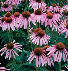 They are relatively easy to care for. Https Www Cappersfarmer Com Yard And Garden Vegetables Fruit And Herbs Flowers That Attract Bees To Your Vegetable Garden