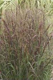 Image result for Panicum schinzii