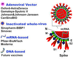 You will receive 2 injections, given 21 days apart. Https Www Mdpi Com 2076 393x 9 3 221 Pdf