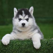 Buy Siberian Husky Dog Puppy For Sale Purchase Husky Puppies For Sale Siberian Husky Dog Husky Dogs