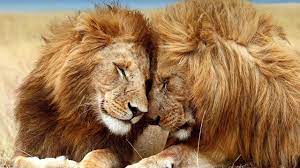 Pin On Animals Tiere