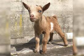 Cuddly Baby Goat Stolen From Bc Farm During Snuggle Session Surrey Now Leader