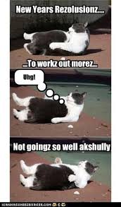 New Year S Resolutions Funny Cat Pictures Silly Cats Cute Cats