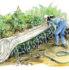 They screen out japanese beetles, potato beetles, cabbage worms, leaf miners, carrot flies and lightweight row covers are the best for insect control, letting in 90% of the light and not overheating. Row Covers The No Spray Way To Protect Plants Mother Earth News